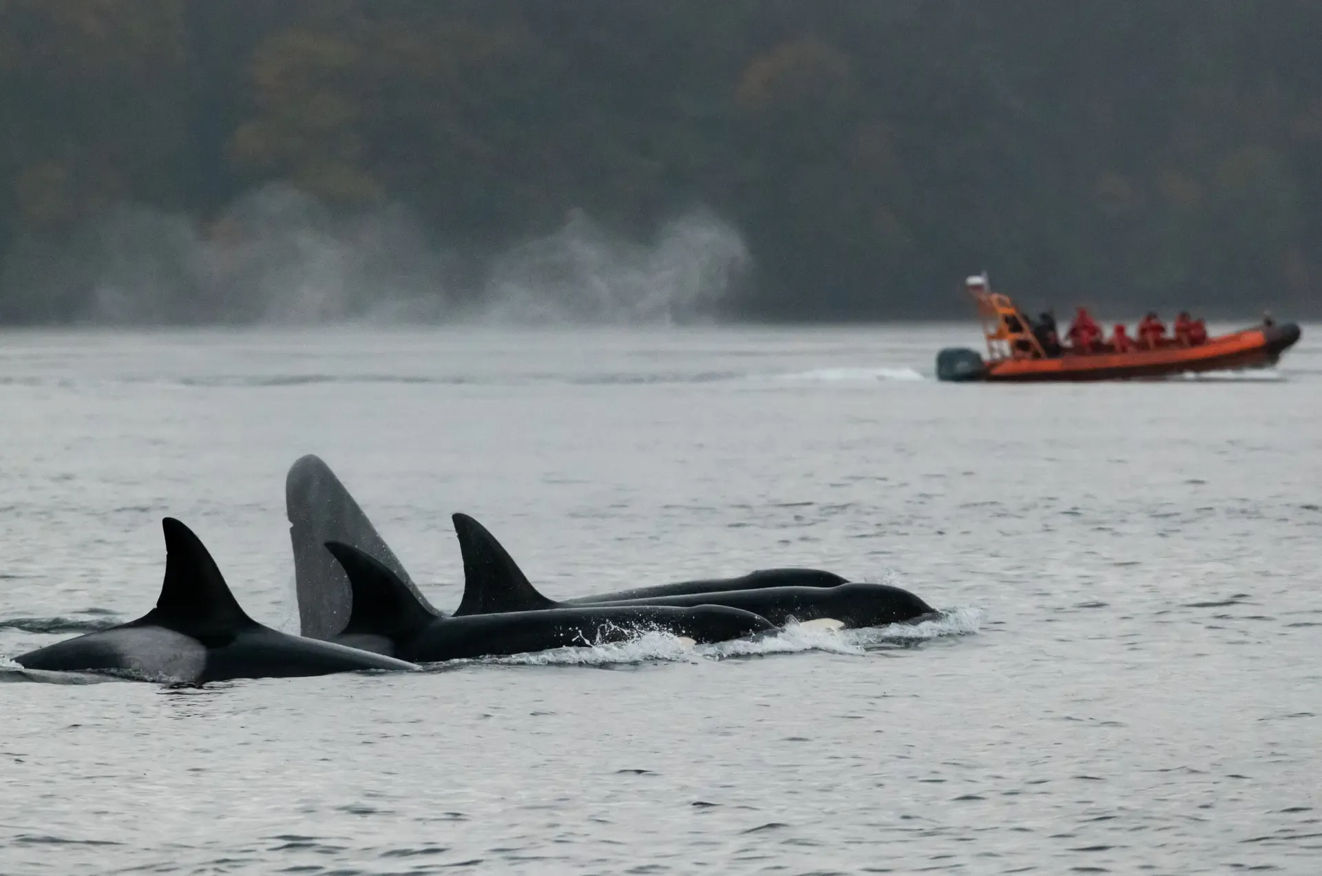 Orca Spirit Adventures