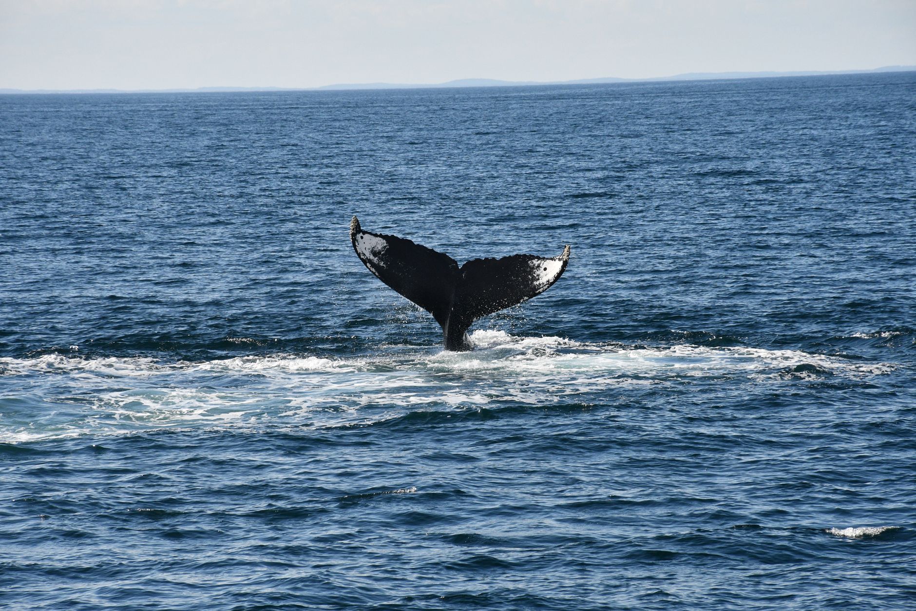 BC Whale Tours in Victoria: Everything You Need to Know Before You Go — photo: SAIF SIDDIQUE / Pexels