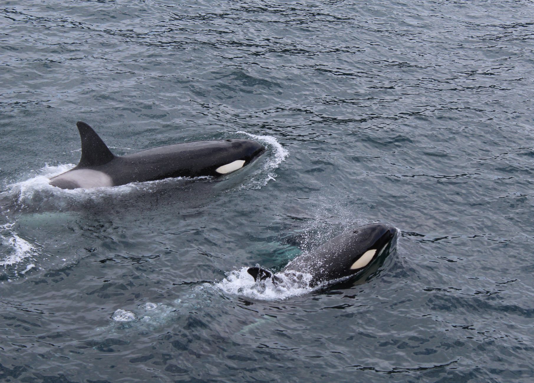 Five Star Whale Watching in Victoria, BC: The Local's Complete Guide — photo: Dianne Maddox / Pexels